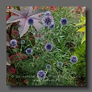 Echinops bannaticum 'Taplow Blue' .(le jardin de la poterie Hillen) www.poterie.fr